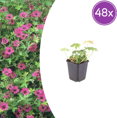 Tuinplantenshop.com | Geranium macr. 'Bevan's Variety' | 48 stuks - Ø9cm - 10-25cm hoog - Tuinplant