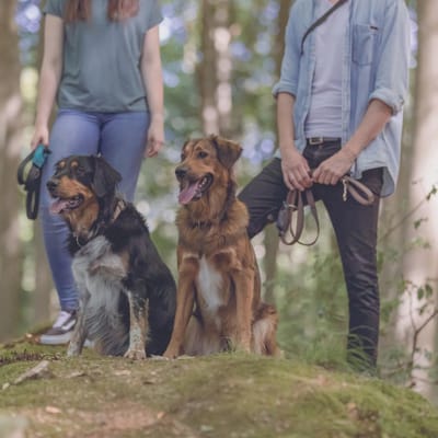 Lange Hondenriem voor Training en Outdoor - 15 m, 5 mm Dikte - Geschikt voor Kleine tot Middelgrote Honden
