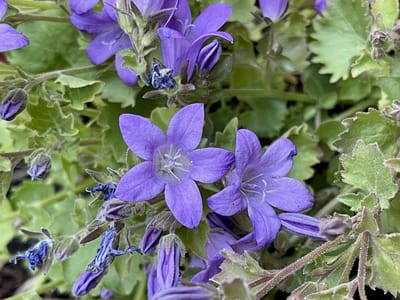 6x Klokje - Campanula portenschlagiana ( muralis) | 9x9 cm pot