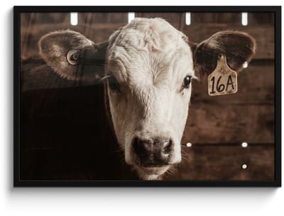 Poster in lijst - Fotolijst 90x60 cm - Posters - Kalf - Oormerk - Houten stal - Posterlijst zwart - Decoratie - Wanddecoratie woonkamer - Muurdecoratie slaapkamer