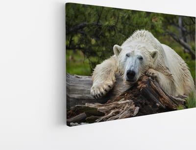 Saammp Canvas Schilderij - Ijsbeer op Boom - Natuur - Dieren - 45x30 - Foto op canvas - Wanddecoratie - Muurdecoratie Woonkamer - Slaapkamer decoratie - Canvas Print