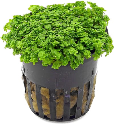 Moerings Hemianthus Callitrichoides | Dwergparelkruid | in 5 cm pot