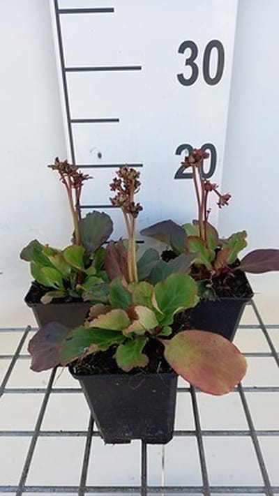 6x Schoenlappersplant - Bergenia hybr. 'Morgenröte' | 9x9 cm pot