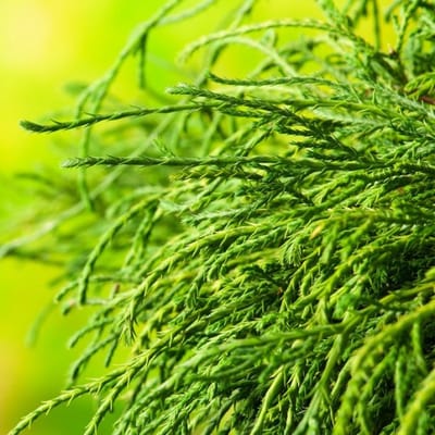Plants Online BV - Planten - Haagplanten - Coniferen - Set van 1 - Chamaecyparis pisifera 'Filifera Nana'