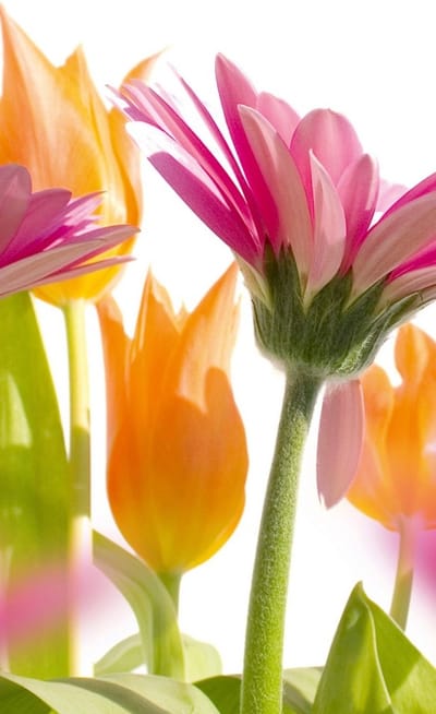 Fotobehang - Spring Flowers 150x250cm - Vliesbehang