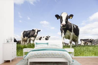 Behang - Fotobehang Koeien - Gras - Dieren - Zon - Boerderij - Breedte 390 cm x hoogte 260 cm