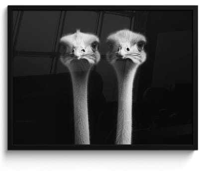 Poster in lijst - Fotolijst 70x50 cm - Posters - Struisvogels - Halzen - Zwart - Minimalistisch - Posterlijst zwart - Decoratie - Wanddecoratie woonkamer - Muurdecoratie slaapkamer