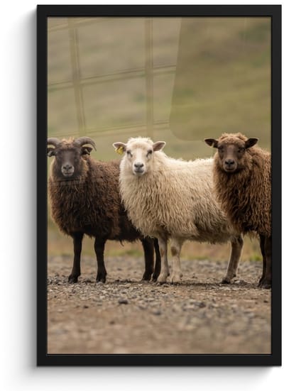 Poster in lijst - Fotolijst 40x60 cm - Posters - Schapen - Bruin - Wit - Grindpad - Posterlijst zwart - Decoratie - Wanddecoratie woonkamer - Muurdecoratie slaapkamer