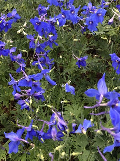 6x Ridderspoor - Delphinium (b) 'Völkerfrieden' | 9x9 cm pot