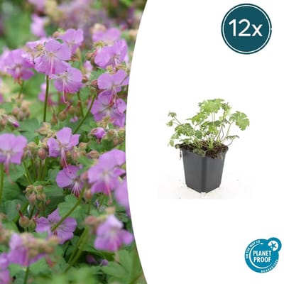 Trendyplants - Geranium cantabrigiense 'Cambridge' - 12 stuks - Ooievaarsbek - Winterhard - Hoogte 10-30 cm - Potmaat Ø9cm