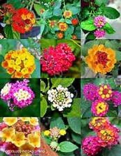 Lantana Mix Zaden - Struiken Verbene - Tuinieren Buiten - Makkelijk te Kweken - 20 Zaden - Mix