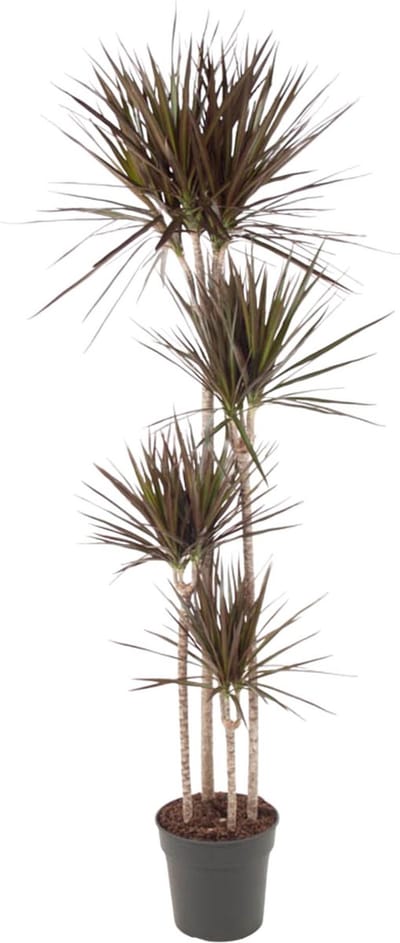 Slanke kamerplant Dracaena Magenta met opvallende magenta-roze randen, 180 cm - ø27