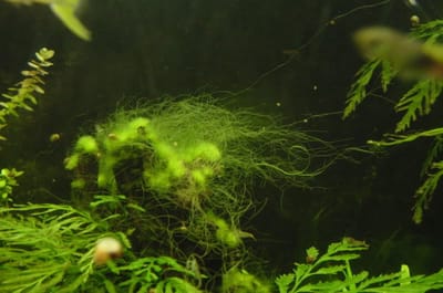 Nakiche Koi Anti-Draadalgmiddel 1kg - Algenbestrijding - Eco Boost Algisin tegen draadalgen in de vijver