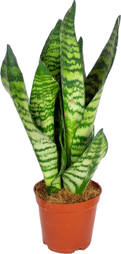 Bloomique - Sansevieria Zeylanica - Vrouwentong - Kamerplanten - Luchtzuiverend - Zeer Gemakkelijk te Verzorgen - Hoogte 30-40 cm - Pot 12 cm