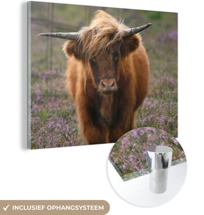MuchoWow® Glasschilderij 160x120 cm - Schilderij acrylglas - Schotse Hooglander - Heide - Dieren - Foto op glas - Schilderijen