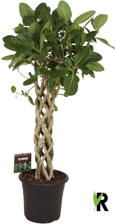 Ficus Benghalensis Audrey gevlochten cilinder 150 cm – Kamerplant – Vers Van De Kweker – Potmaat Ø32 cm