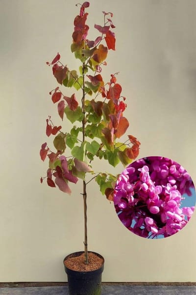 Jonge Herfstkleurige Judasboom | Cercis canadensis 'Eternal Flame' | 150-200cm hoogte