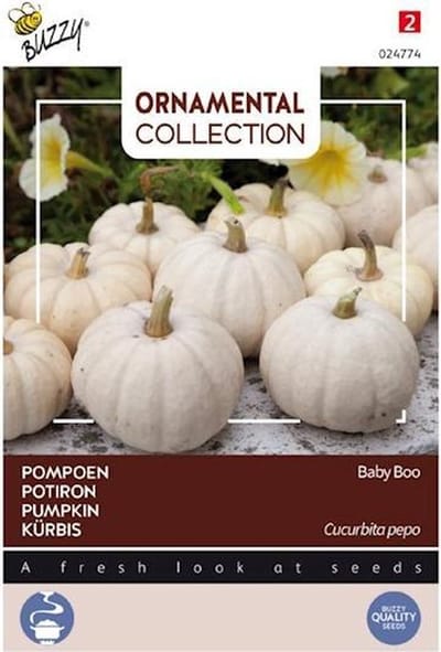 Buzzy® Ornamental, Pompoen Baby Boo