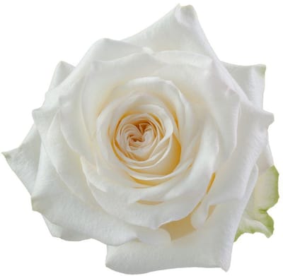 10x Rosa candlelight 50cm
