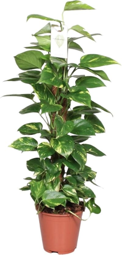 Plantenboetiek.nl | Epipremnum Pinnatum Mosstok Scindapsus - Ø19cm - 70-80cm hoog - Kamerplant - Groenblijvend