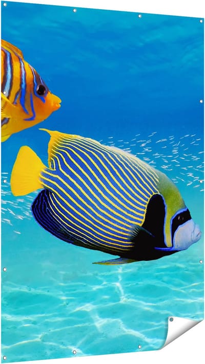Gards Tuinposter Twee Tropische Vissen in de Rode Zee - 120x180 cm - Tuindoek - Tuindecoratie - Wanddecoratie buiten - Tuinschilderij