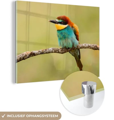 MuchoWow® Glasschilderij 40x30 cm - Schilderij acrylglas - Vogel - Bijeneter - Dieren - Foto op glas - Schilderijen