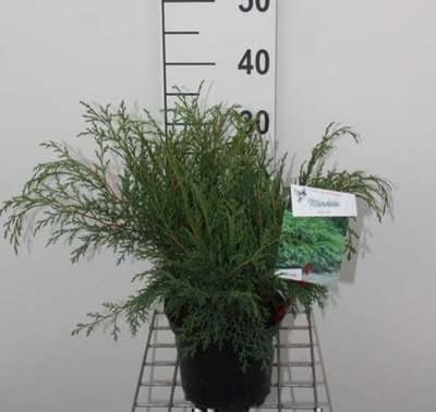 Microbiota decussata - Valse Jeneverbes, Microbiota 25 - 30 cm in pot