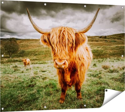 Gards Tuinposter Schotse Hooglanders in de Wei - Kleur - 120x90 cm - Tuindoek - Tuindecoratie - Wanddecoratie buiten - Tuinschilderij
