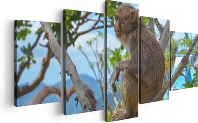 Artaza Canvas Schilderij Vijfluik Aap In De Boom - 100x50 - Foto Op Canvas - Canvas Print