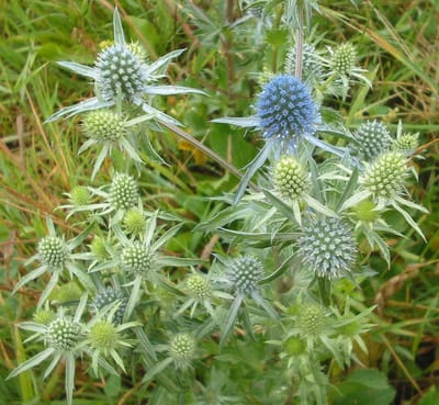 6 x Eryngium Planum - Kruisdistel Pot 9x9 cm - Staalblauwe Zonminnaar