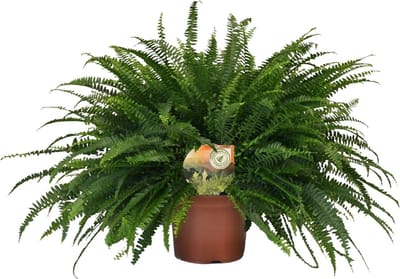 Plantenboetiek.nl | Nephrolepis Green Lady - Ø19cm - 50-60cm hoog - Kamerplant - Groenblijvend