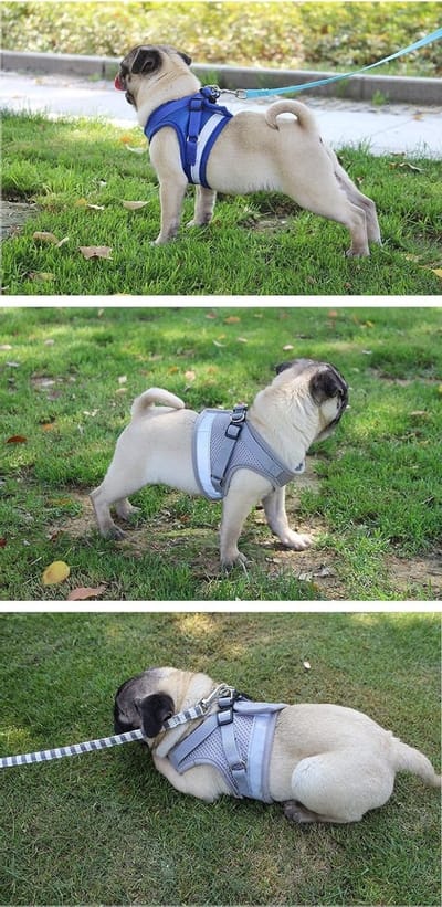 Verstelbaar Honden- en Katentuig met Leash - Ademend Mesh, Veilig en Reflecterend, Perfect voor Buitenwandelen (Grijs, XL)