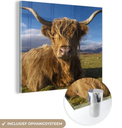 MuchoWow® Glasschilderij 50x50 cm - Schilderij acrylglas - Schotse Hooglander - Dieren - Gras - Foto op glas - Schilderijen