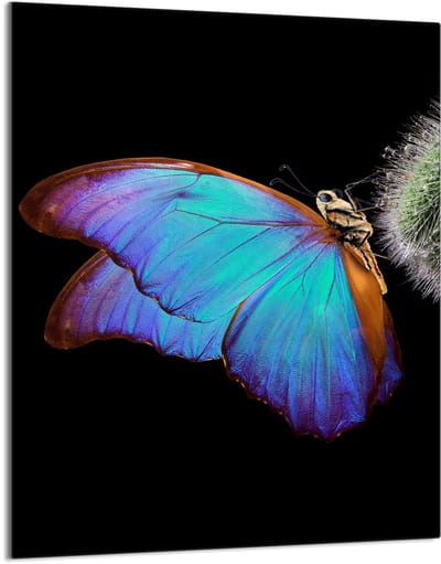 TMK ArtDeko Motyl Serie - Glazen Snijplank - 40x52 cm - Veelzijdig - Veilig
