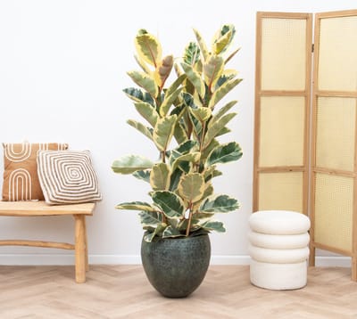 Ficus Elastica Tineke struik - 150cm