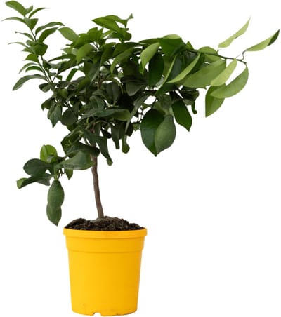 Plant in a Box - Citrus Limon - Citroenboom - Kamerplant - Mediterrane fruitboom - Pot 19cm - Hoogte 60-70cm