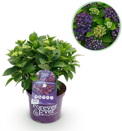 Green boutiQ - Terrasplant - Hortensia - Hydrangea Forever & Ever - Paars - 7-12 Bloemen - Pot 23cm Hoogte 55cm