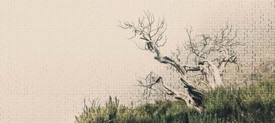 Fotobehang DeathTree2 DD116895 A.S. Création Atelier 47 | 3D Fotobehang