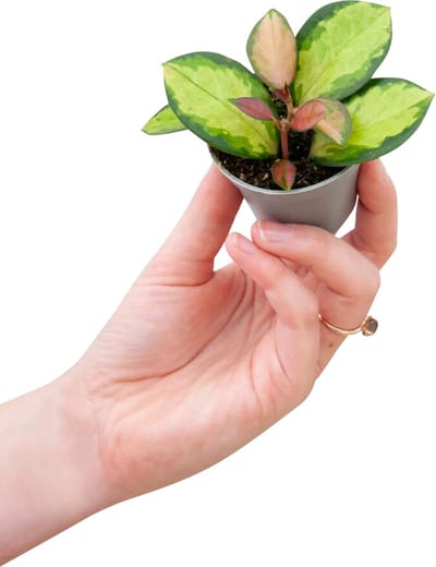 PLNTS - Baby Hoya Australis Lisa (Wasbloem) - Kamerplant - Kweekpot 6 cm - Hoogte 10 cm