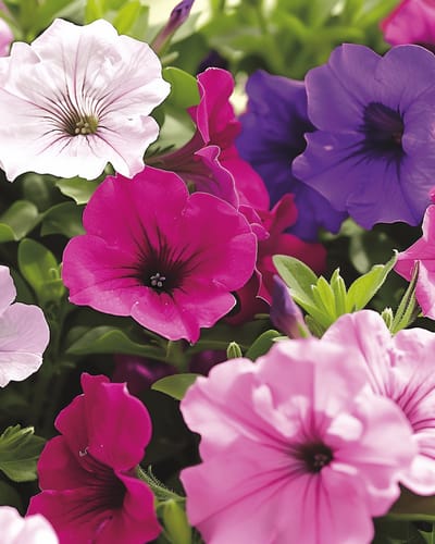 Petunia Zaden Laag Gemengd Petunia Hybrida Eenjarig