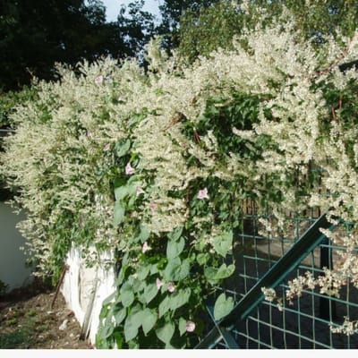 Persicaria amplexicaulis Alba - Witte Duizenknoop - Vaste planten - Snijbloemen - Bodembedekkers - Zomerbollen