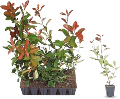 Plants Online - Haagplanten - Heesters - Glansmispel 'Red Robin' - 0.7 liter pot --tray - set van 18 - Bloeiende plant - Makkelijk te snoeien - Vruchtdragend - Wintergroen