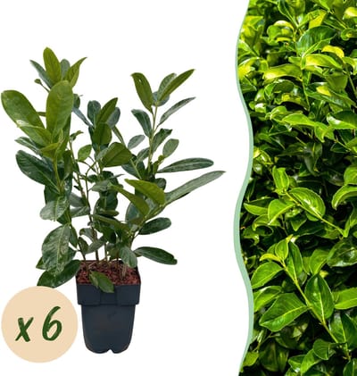 Plantenboetiek.nl | Prunus laurocerasus Rotundifolia - blad groen - 6 planten - 1 strekkende meter - groenblijvend - pot 17cm hoogte 50cm - Haagplanten - Ø20cm - 40-50cm hoog - Tuinplant