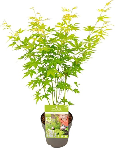 2 stuks - Japanse Esdoorn, Struik/boom, kleur groen/geel/oranje, Acer palmatum Going Green - Ø15 - ↨30cm