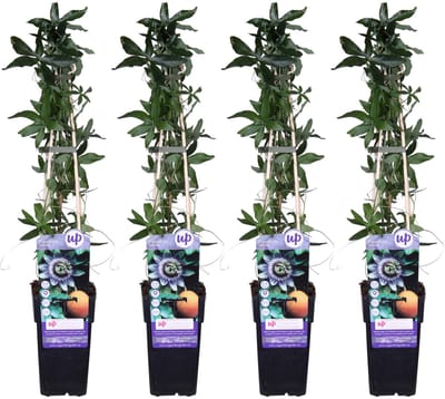 4x - Passiflora caerulea - ↨65cm - Ø15