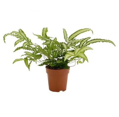 JUNAVERA Pteris Albolineata lintvaren | 9 cm pot | 35 cm hoog | terrariumplant en kamerplant