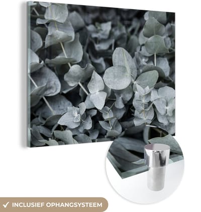 MuchoWow® Glasschilderij 40x30 cm - Schilderij acrylglas - Natuur - Planten - Eucalyptus - Bladeren - Foto op glas - Schilderijen