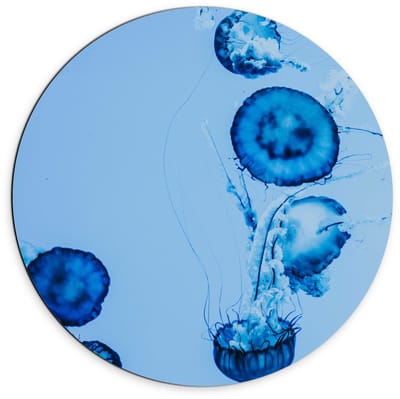 Dibond Wandcirkel - Blauwe Kwallen in het Water - 70x70cm Foto op Aluminium Wandcirkel (met ophangsysteem)