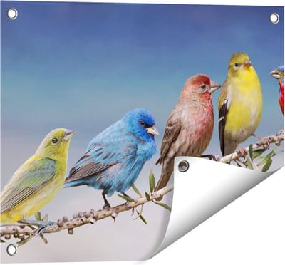 Gards Tuinposter Kleurrijke Zangvogels op een Tak - Kleur - 50x40 cm - Tuindoek - Tuindecoratie - Wanddecoratie buiten - Tuinschilderij
