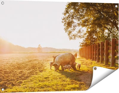 Gards Tuinposter Varken Familie - Varkens - 90x60 cm - Tuindoek - Tuindecoratie - Wanddecoratie buiten - Tuinschilderij